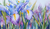 Watercolour by sue graham